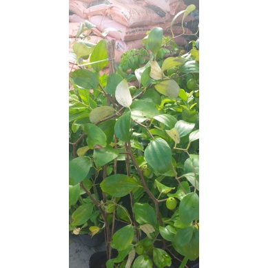 Cây táo thái lan mới về, cao 100cm, bầu to, cây đang nhiều bông.