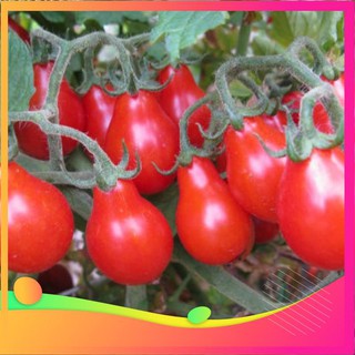Hạt Giống Cà Chua Lê Đỏ - 30 Hạt VIETGAR