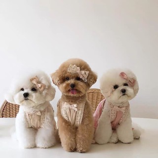 Set đầm tiểu thư cho thú cưng kèm nơ