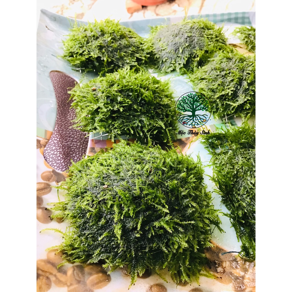 Rêu thủy sinh - Mini Spinky lá nước và Cầu rêu 9x9- Trang Trí Hồ Cá Thuỷ Sinh - Rêu Thuỷ Sinh Dễ Trồng