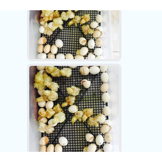 [Hàng Chính Hãng] Máy ấp trứng  Ánh Dương A100 tự động 108, 2 tầng khay đảo nhựa - Lắp ráp hoàn thiện về dùng ngay