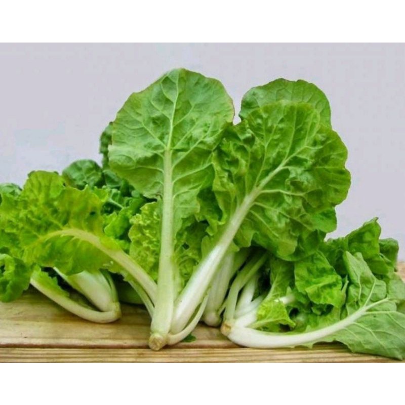 Gói 10g Hạt Giống Cải Bẹ Dún Giòn, Ngọt Dễ Trồng