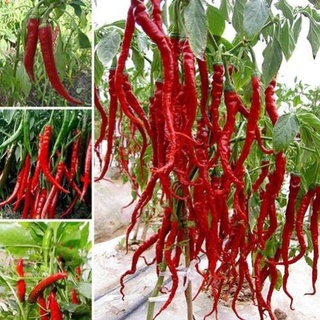 Hạt giống ớt siêu cay (gói 60 hạt, tặng kèm phân) b52