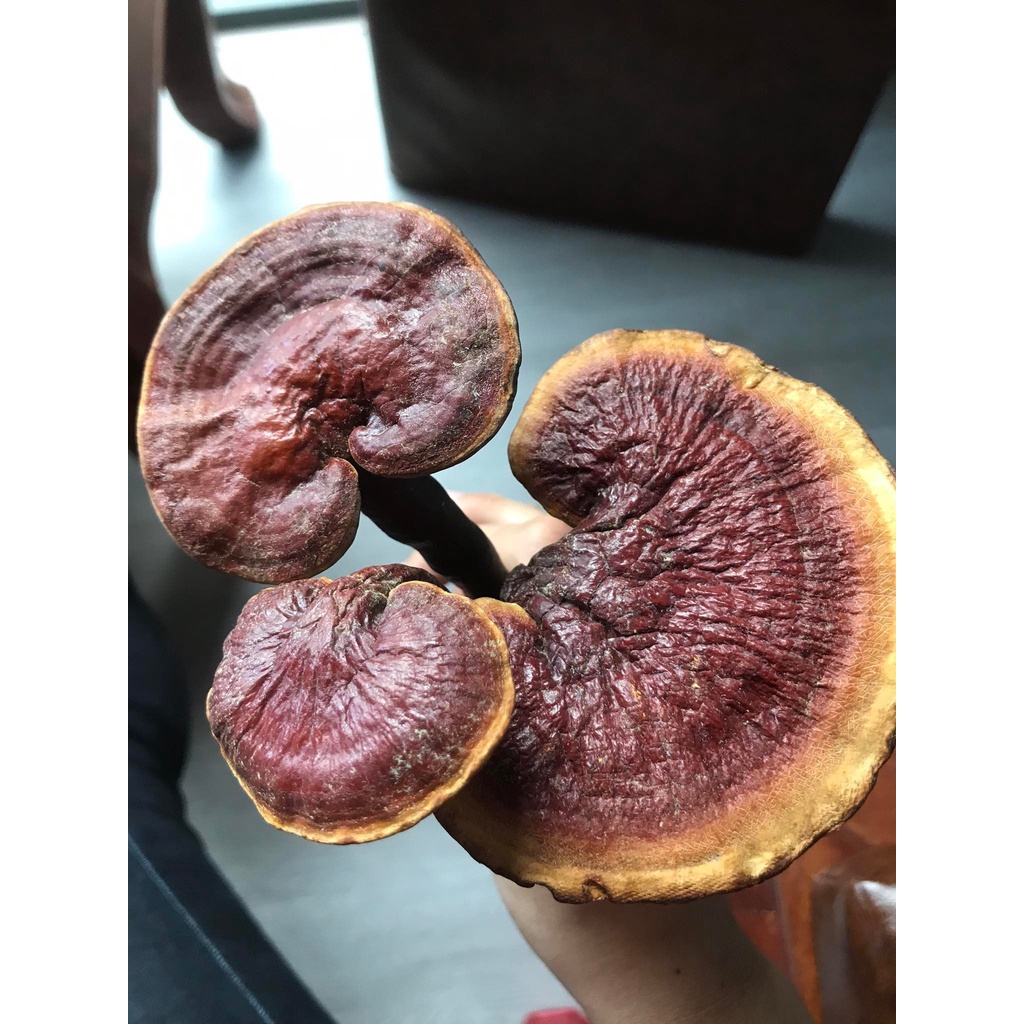 Nấm Lim Xanh Tiên Phước - Thái Lát 500GRAM