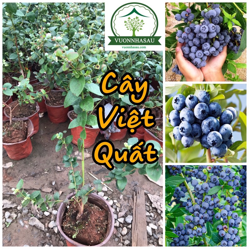 Cây Viêt Quất tứ quý