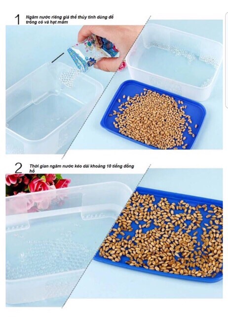 BỘ KIT TRỒNG CỎ CHO MÈO