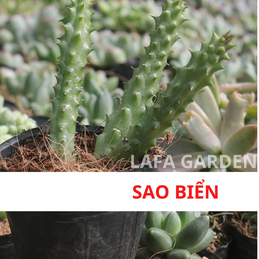 Sen đá sao biển kích thước bầu (8x8cm) 1 cây sen đá bầu LAFA GARDEN