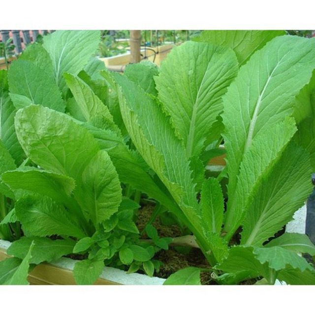 Hạt giống Cải Bẹ Xanh Mỡ 50 hạt