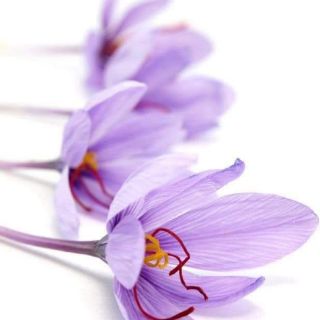 Hồng hoa Tây Tạng