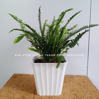 Chậu Cây Dương Xỉ, cây dương xỉ me