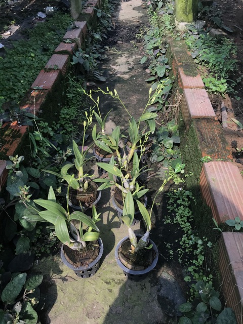 Hoa lan chớp enobi