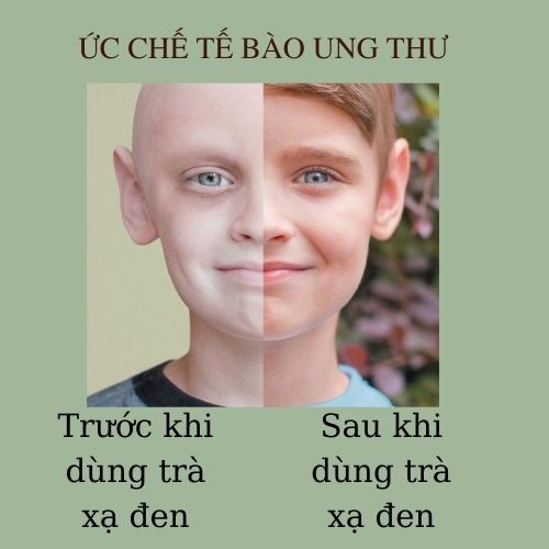 Trà xạ đen Cổ dược Kỳ Hoa (Since 1918)_hỗ trợ đẩy lùi các khối u, loại bỏ độc tố, đem lại cơ thể khỏe mạnh