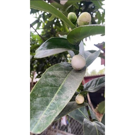 CÂY HOA HẢI ĐƯỜNG TRẤNG ( BẠCH HẢI ĐƯỜNG) cây giống hình 1
