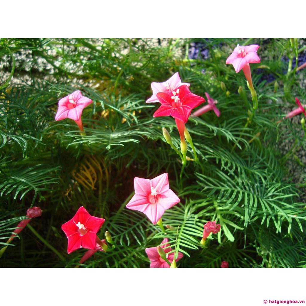 ( SIÊU RẺ ) Hạt giống hoa tóc tiên leo ( hoa sao) nhiều màu 20 hạt