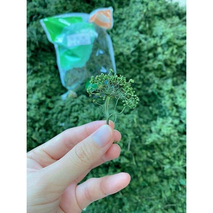 TRÀ HOA SÂM KHÔ HÀN QUỐC, GÓI 500gr 👉Xuất xứ: Hàn quốc  Hạn sử dụng: 2024 | BigBuy360 - bigbuy360.vn