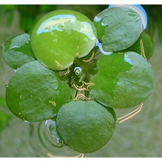 Bèo Nhật Thuỷ Sinh