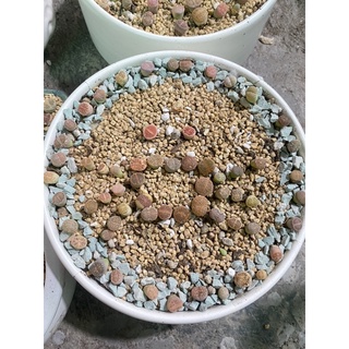 Đá khoáng Zeolite 500g