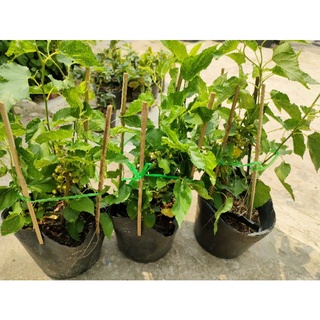 Cây dâu tằm siêu trái ( cao 35 - 50cm ) tùy đợt có trái