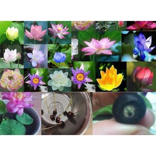 HẠT GIỐNG SEN MINI NHẬT BẢN - 08 HẠT