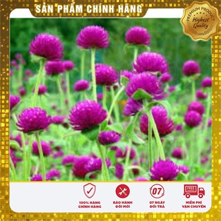 Hạt Giống Hoa Cúc Bách Nhật Mix(100 hạt)