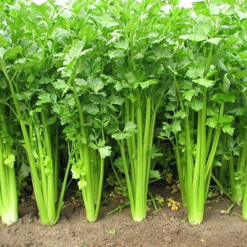 Hạt giống cần tây mỹ gói 0.2g khả năng nảy mầm cao