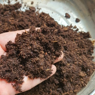 Peatmoss rêu mục than bùn ( NK Anh ) Peat Man