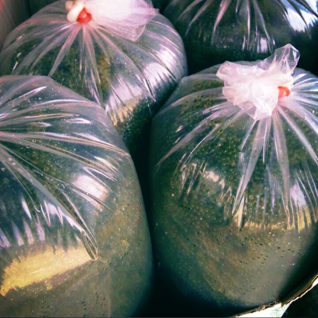 Rong Nho tươi gói 500g chỉ ship kv nội tp.hcm