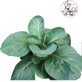 HẠT CẢI RỔ - GÓI 5 GRAM