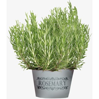 Chậu cây hương thảo - Rosemary - Rosmarinus officinalis L.