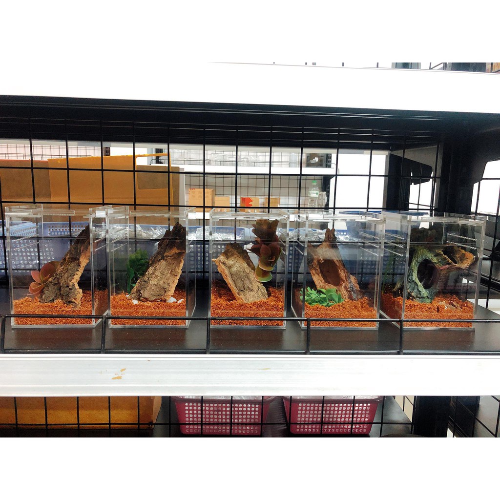 Hộp nuôi nhện cây/ nhện nhảy/ bọ ngựa kích thước 10x10x15cm....