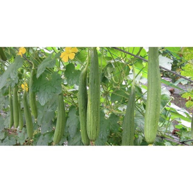 Hạt Giống Mướp Hương F1  - Rất Dễ Trồng, Thơm, Ngọt - MUA 3 TẶNG 1 CÙNG LOẠI h KHUYẾN MẠI TRONG 1 NGÀY