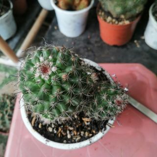 Móc câu size to - xương rồng