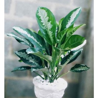 CHẬU CÂY NGÂN HẬU-MANG LẠI NHIỀU MAY MẮN BÌNH YÊN CHO GIA CHỦ