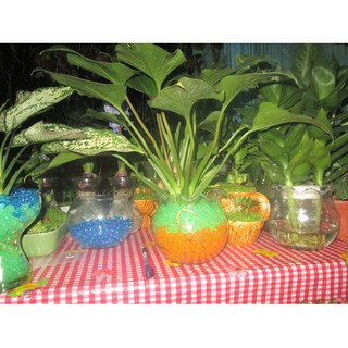CHẤT TRỒNG TINH THỂ - (100 - 120 Hạt/ gói)