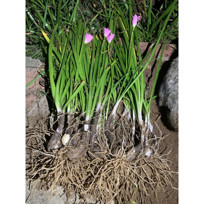 Củ giống hoa huệ mưa