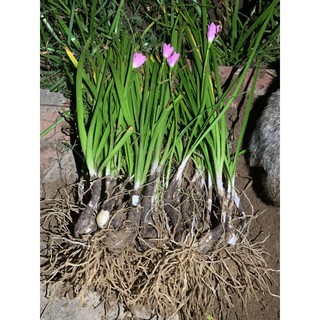 Củ giống hoa huệ mưa