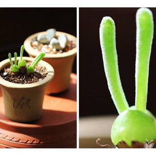 Hạt giống cây tai thỏ f1