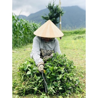 TINH DẦU HOA NGŨ SẮC