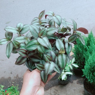 Cây Cây Thằn Lằn Tím