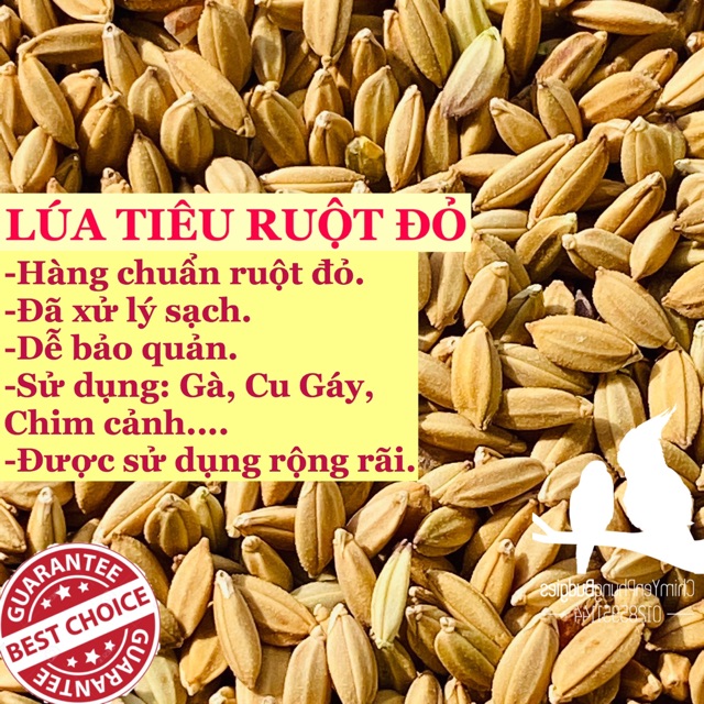 1kg lúa tiêu ruột đỏ [hạt đẹp] thức ăn: Gà kiểng, Bồ Câu, Cu Gáy..