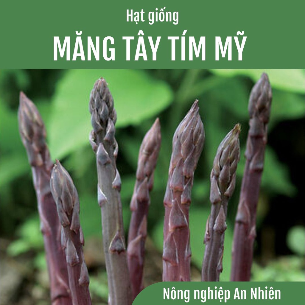 100 Hạt giống MĂNG TÂY TÍM LAI F1 – APURAS NHẬP KHẨU MỸ THÂN MẬP DỄ TRỒNG