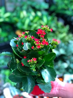 Chậu Sống Đời Hoa đỏ cánh đơn - Hasfarm