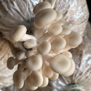 Phôi nấm Sò (01 kiện hàng 18 bịch)