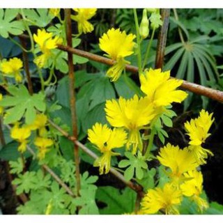 Hạt giống Hoa Cánh Phượng Leo - 4 Hạt