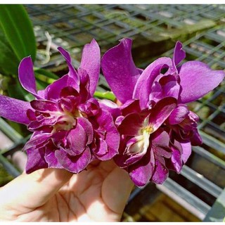 Hoa lan denro hoa hồng Blue - cây lớn