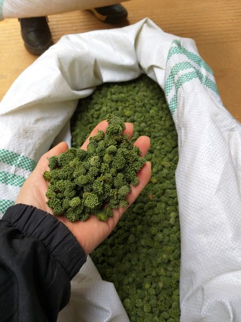 Nụ hoa tam thất loại( không cuống 500g)ảnh thật tự chụp | BigBuy360 - bigbuy360.vn