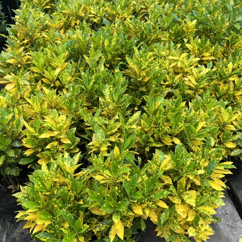 Cây cô tòng vàng anh cao 25-30cm, cây cảnh trồng ven tường, trang trí sân vườn và công viên