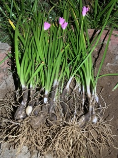 Củ hoa huệ mưa (100g)