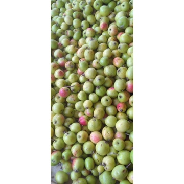 Táo mèo  mù cang chải