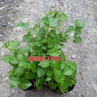 Cây giống rau càng cua